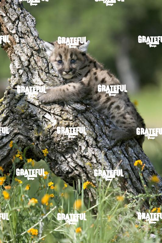 baby lynx on a branch