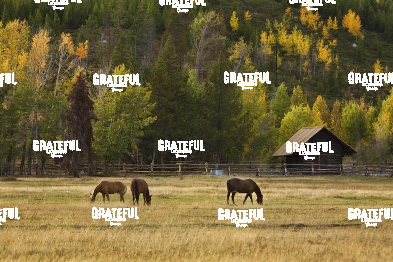 Horses in Jackson Hole