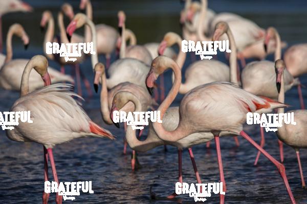 Flamingos in France 15