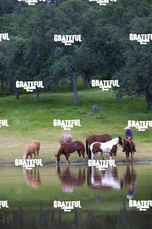 Cowboy and horses by the lake
