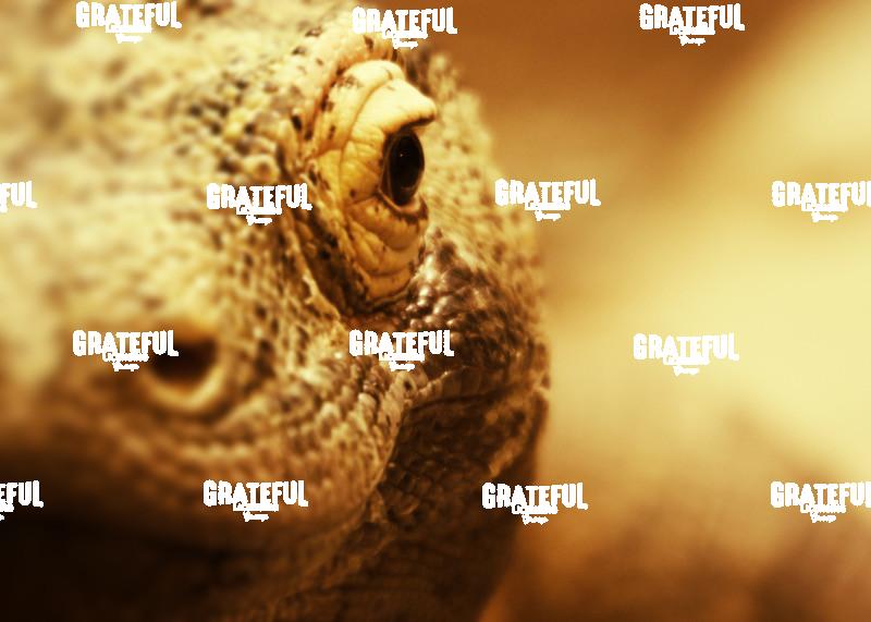 Komodo Dragon
