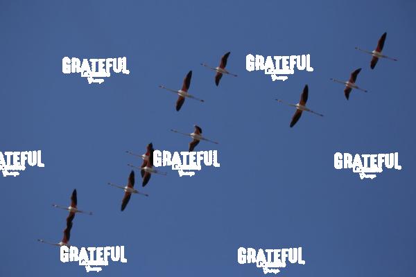 Flamingos in France 16
