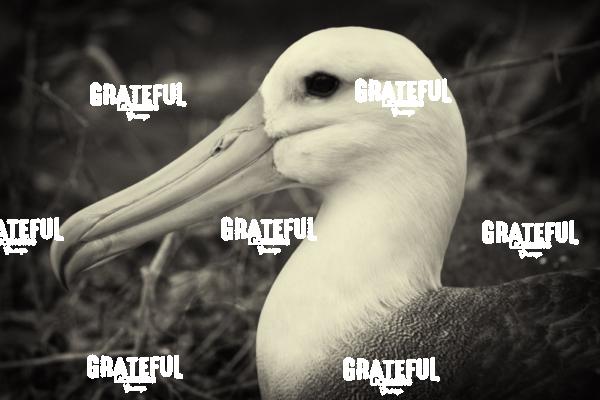 Galapagos Albatross