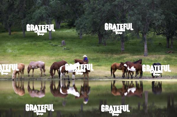 Cowboy with horses by reflecting lake