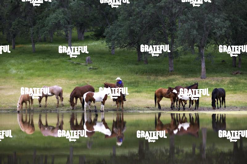 Cowboy with horses by reflecting lake