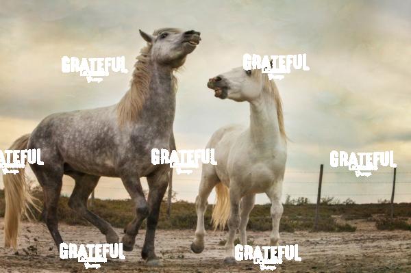 The White horses of the Camargue 42