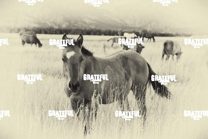Horses Grazing