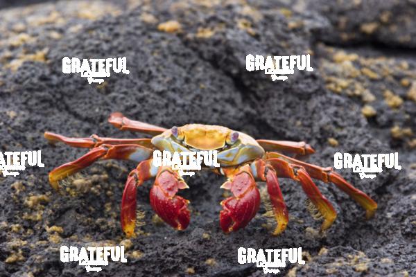 Galapagos sally lightfoot crab 2