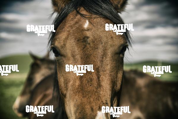 Beautiful horse in the Palouse