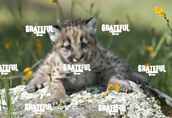 baby lynx in wildflowers