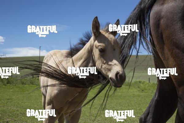 Horse and colt in the palouse