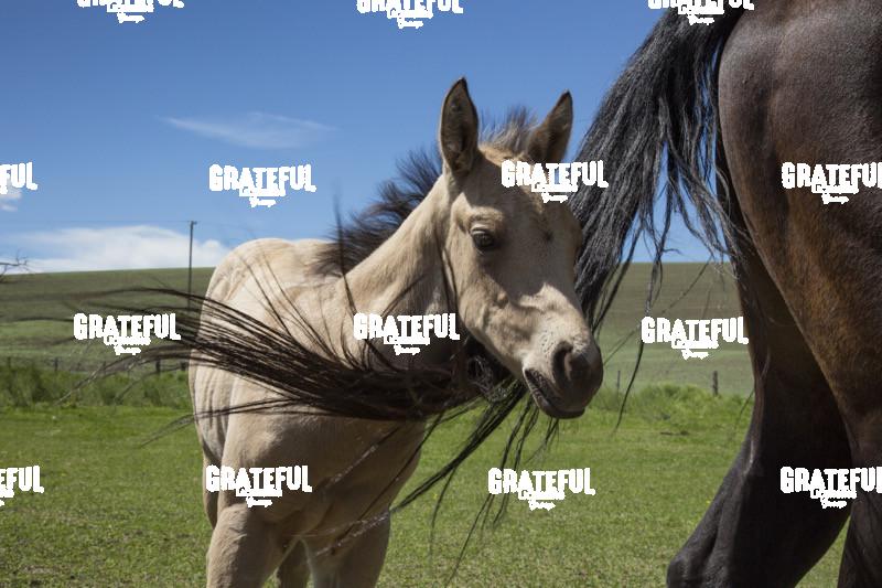Horse and colt in the palouse