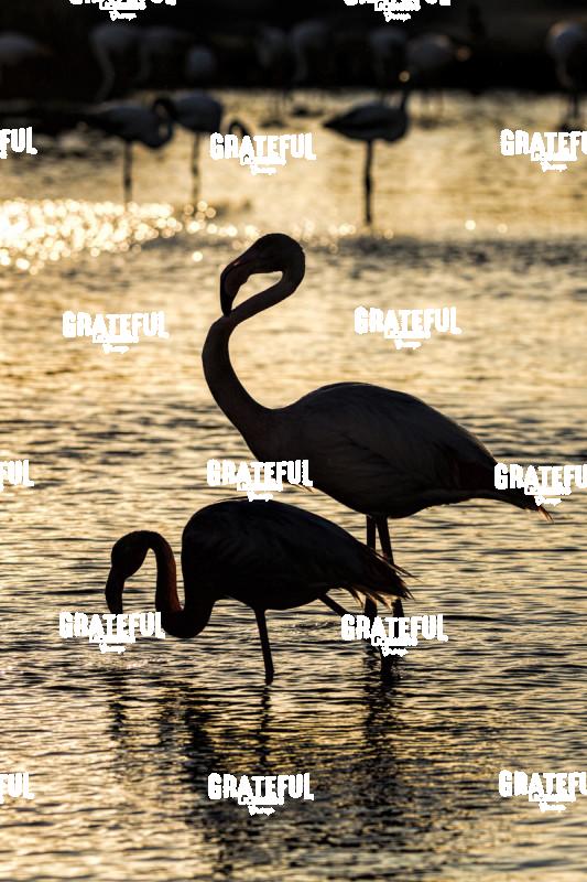 Flamingos in France 5