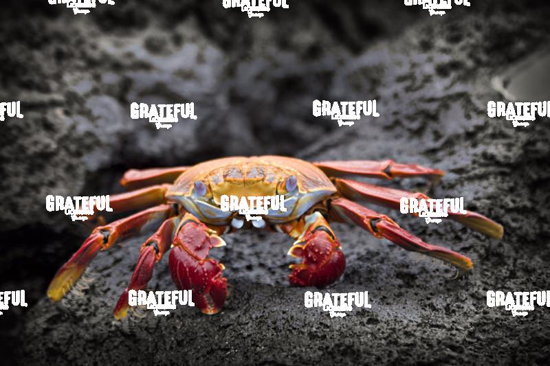 Galapagos sally lightfoot crab