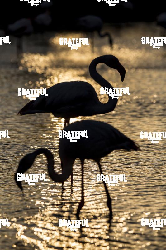 Flamingos in France 6