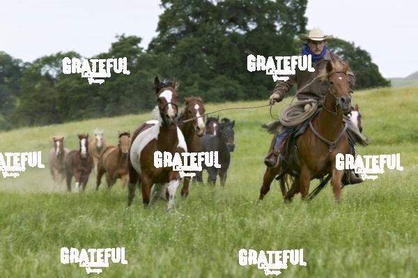 Cowboy running with his horses