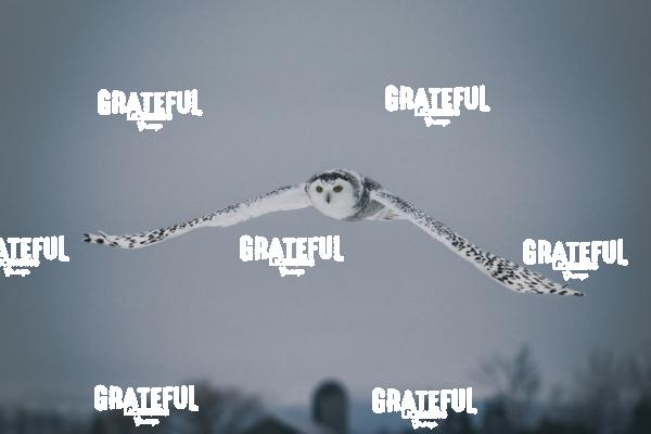 The Snowy Owls of Canada 11