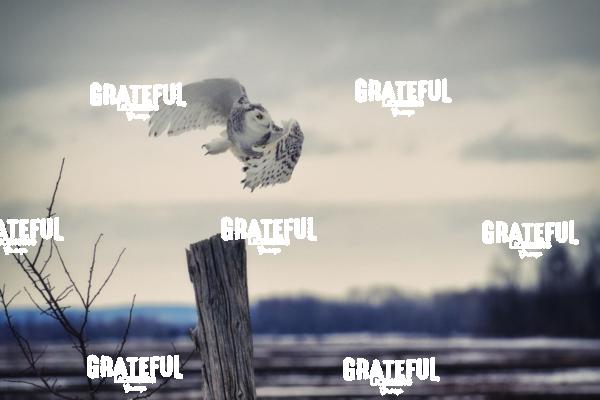 The Snowy Owls of Canada 10