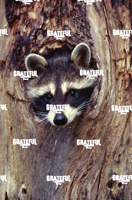 Raccoon looking out of a tree