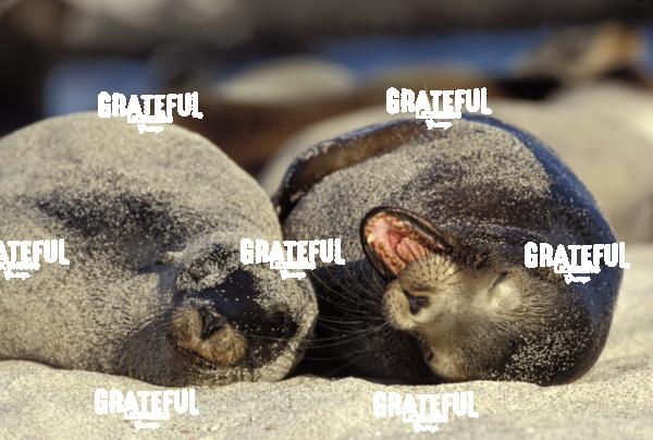 Sea lions in the Galapagos Islands