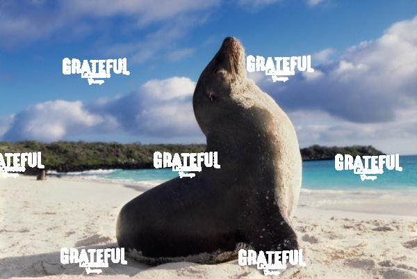 Sea lion in the Galapagos