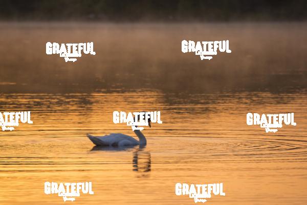 Swan in fog and sunrise at Gougane Barra, Cork, Ireland