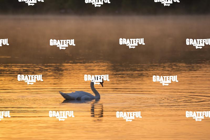 Swan in fog and sunrise at Gougane Barra, Cork, Ireland