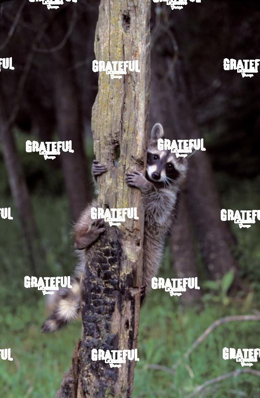 Rocky raccoon climbing a tree