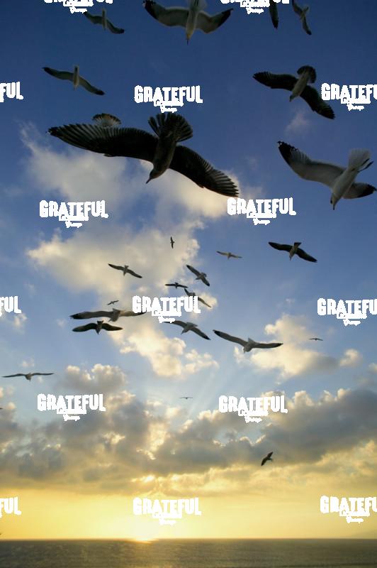 seagulls over the ocean