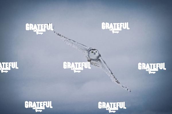 The Snowy Owls of Canada 8