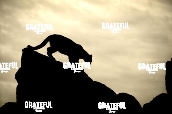 mountain lion silhouette