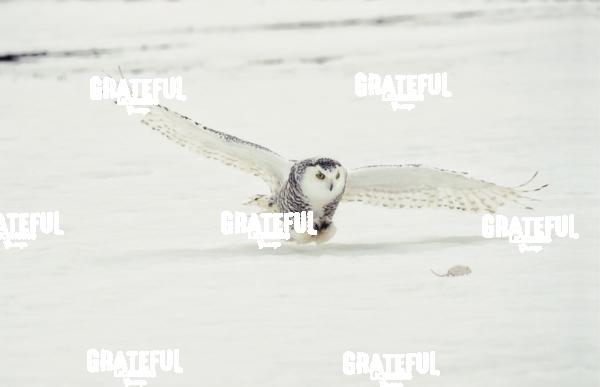 The Snowy Owls of Canada 6