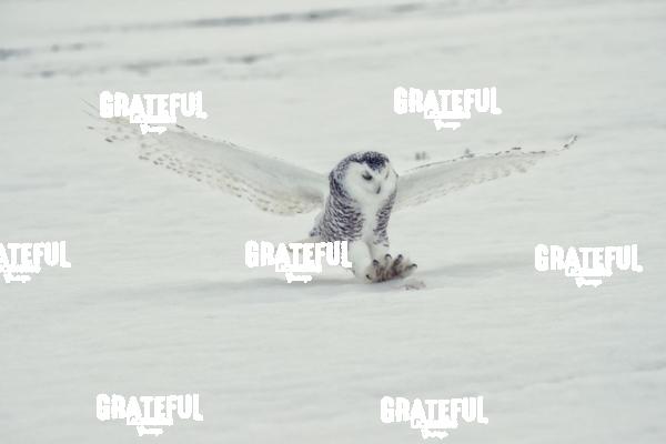 The Snowy Owls of Canada 7