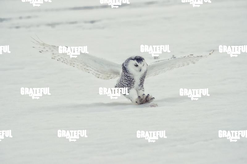 The Snowy Owls of Canada 7