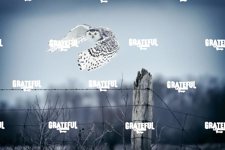 The Snowy Owls of Canada