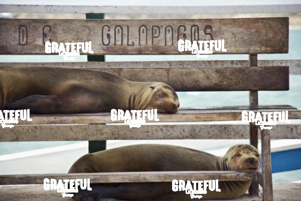 Sea Lions in the Galapagos Islands 2