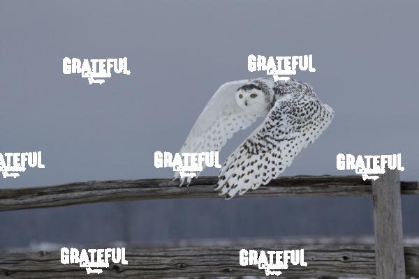 The Snowy Owls of Canada 5