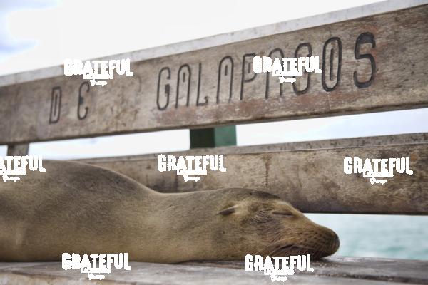 Sea lions in the Galapagos Islands 3