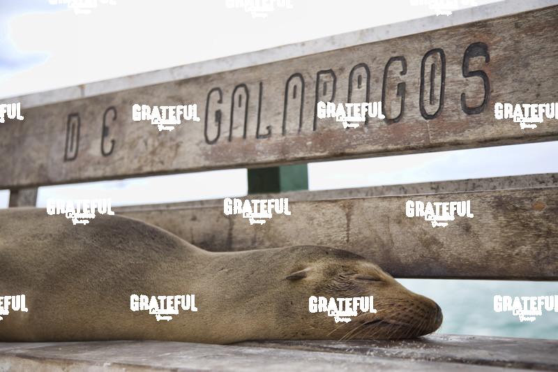 Sea lions in the Galapagos Islands 3