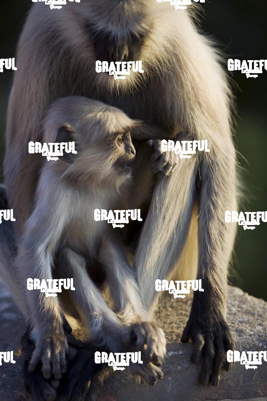 Monkey and his mother in India