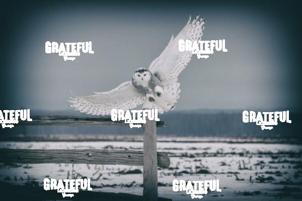 The Snowy Owls of Canada 3