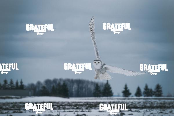 The Snowy Owls of Canada 2