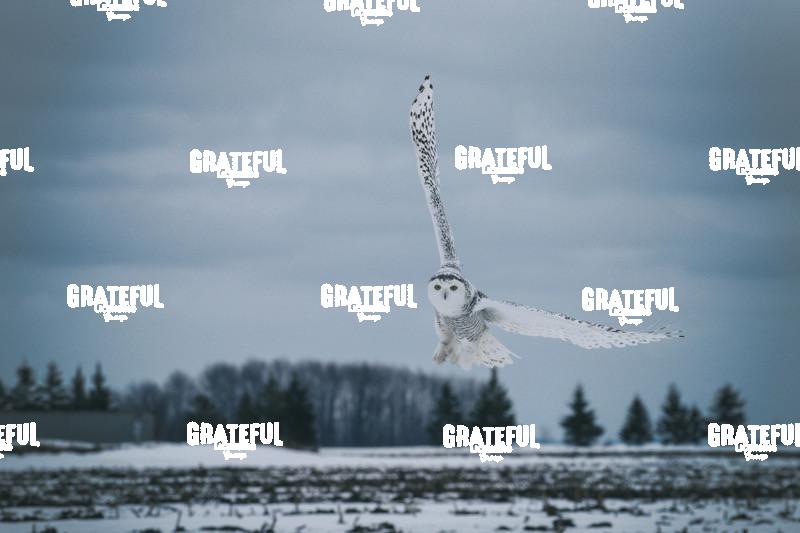 The Snowy Owls of Canada 2