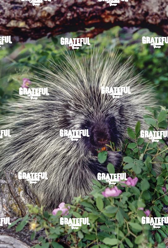 porcupine in flowers