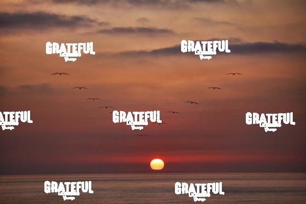 Sunset with flock of birds