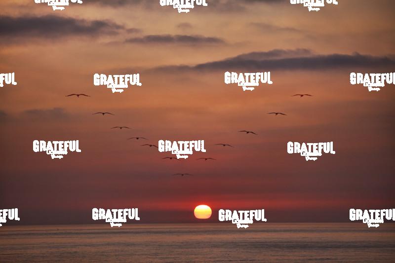 Sunset with flock of birds