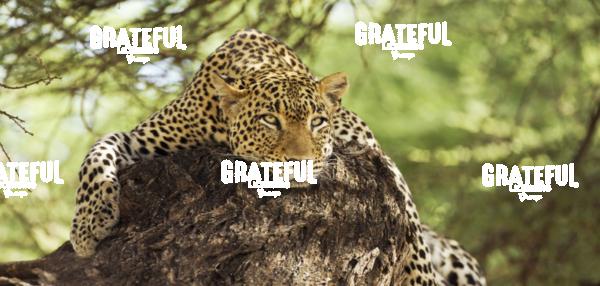 Leopard in the jungle of Kenya, Africa