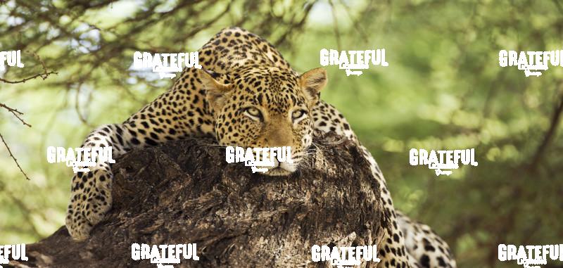 Leopard in the jungle of Kenya, Africa