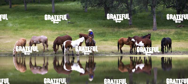 Cowboy and horses by a lake near Yosemite, California