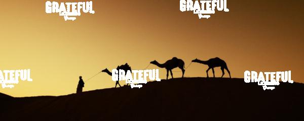 Man walking camels through the desert in India